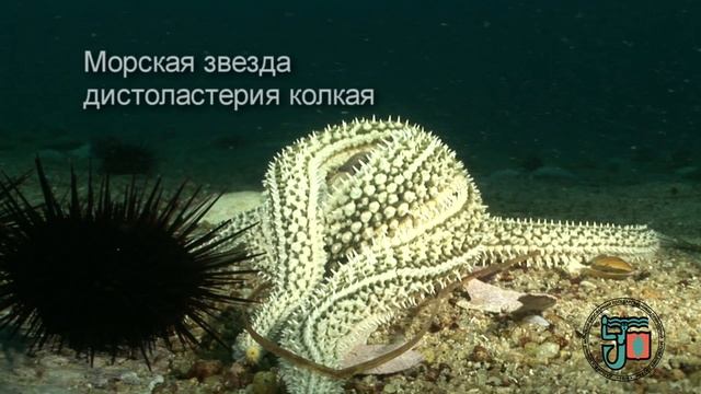 Звезды морского заповедника смотреть онлайн