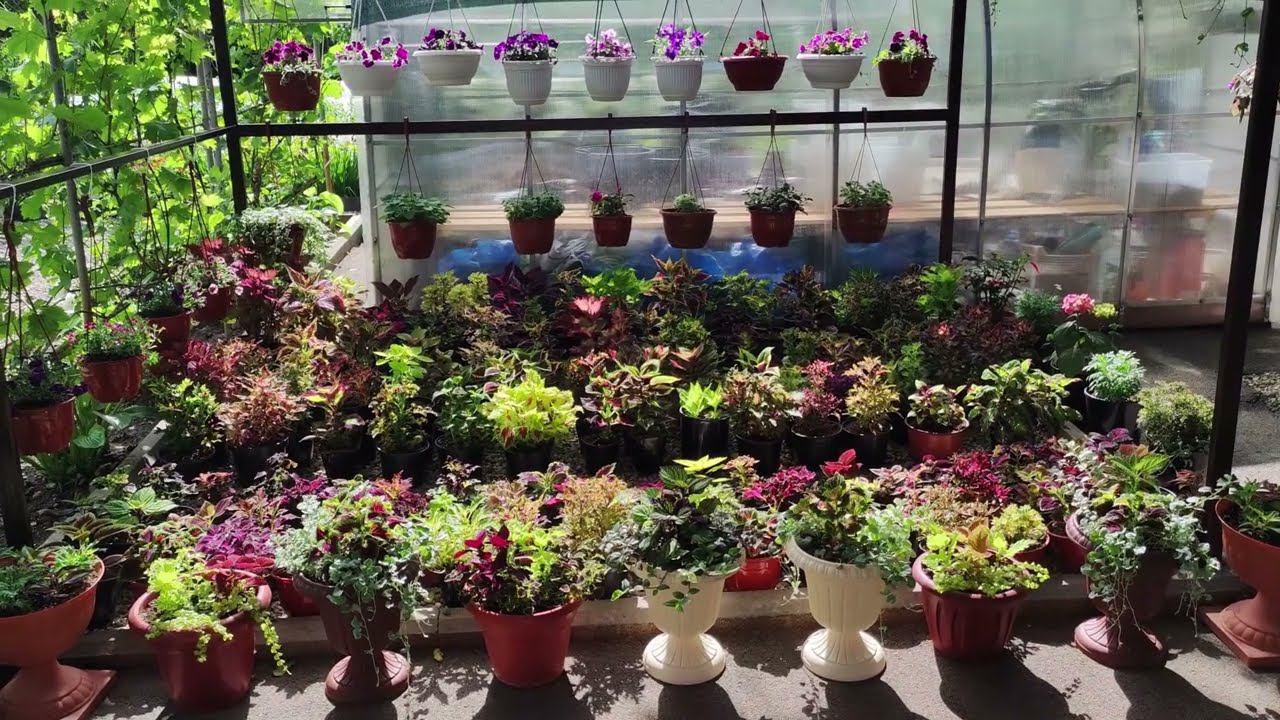 Колеусы в саду.Привела в порядок после града.Новый дом для моей коллекции колеусов. Защита от дождя. смотреть онлайн