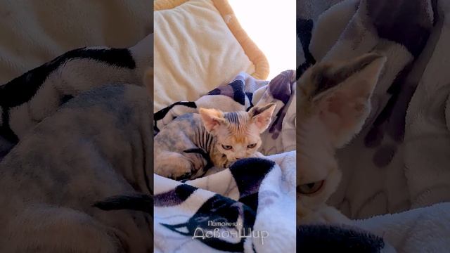 Котенок породы Девон Рекс. Имя Регина. Питомник ДевонШир смотреть онлайн