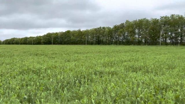 Горох Аксайский Усатый 7. 22.05.2023 смотреть онлайн