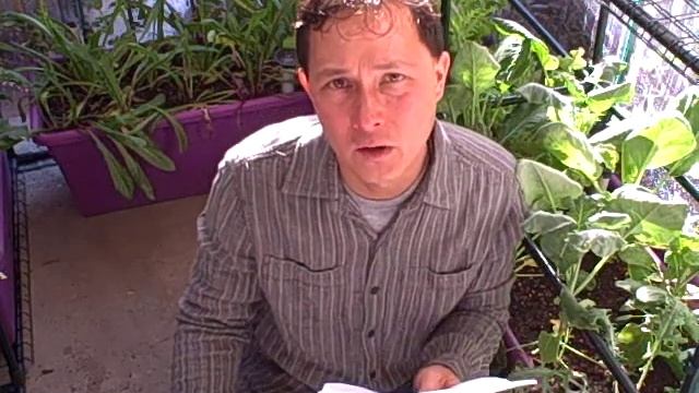 Is Compost from the Forest or Compost Made in a Composter Best? and more Gardening Q&A смотреть онлайн