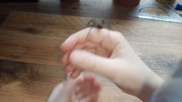 О пауке Tegeneria domestica(Тегенария стенная) смотреть онлайн