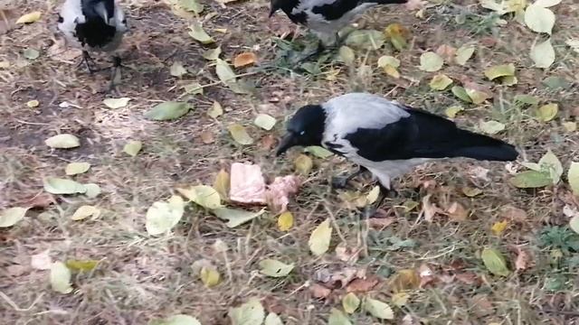 Семья ворон разрывает свиные ребрышки \ Crow family tears pig's ribs apart смотреть онлайн