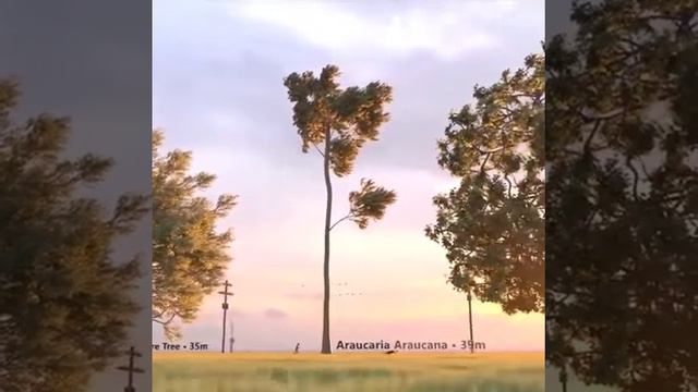 Сравнение размеров деревьев на нашей планете! Очень познавательно! Нарек Багдасарян смотреть онлайн