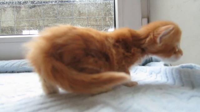 котенок мейн кун 20 дней. Крансый тикированный. Питомник BEST ILVES. смотреть онлайн