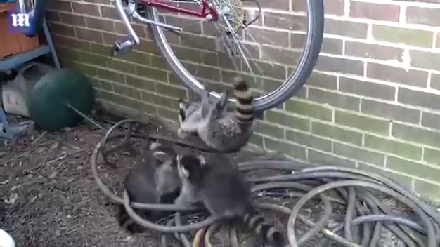 Три енота подрались из-за велосипеда смотреть онлайн