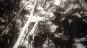 Древние вымершие папоротники, хвощи и плауны