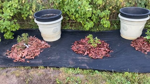 Какие розы мы посадили! Создаём цветочную клумбу! смотреть онлайн