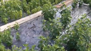 ЛИТВИНОВСКАЯ -  ранний, сладкий сорт смородины.