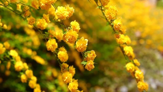 ЧЕТЫРЕ РАЗНЫХ ВРЕМЕНИ В ГОДУ. ДЖОН КИТС. СТИХИ О ЖИЗНИ смотреть онлайн