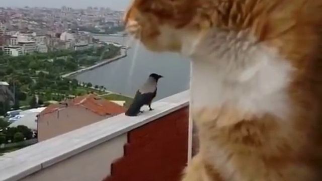 Милая беседа или взаимные оскорбления? смотреть онлайн