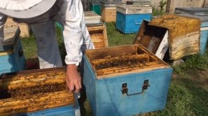 Как пересадить пчелосемью в другой улей.