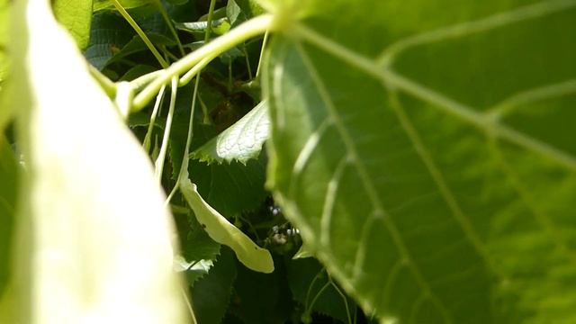 Small leaved Lime - Tilia cordata - Hjartalind - Linditré - Garðtré - Skógartré - Blómgun смотреть онлайн