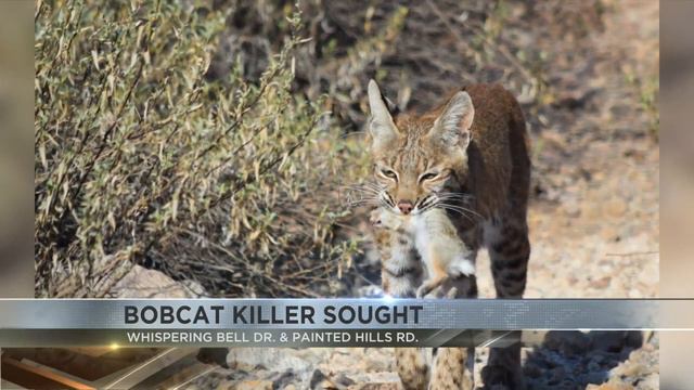 $1500 reward being offered for information in bobcat killing on Tucson's west side смотреть онлайн