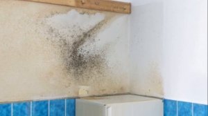 ПЛЕСЕНЬ ДОМА ЧТО ДЕЛАТЬ | Как избавиться от плесени в помещении