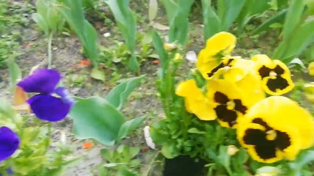 Фиалка трехцветная смотреть онлайн