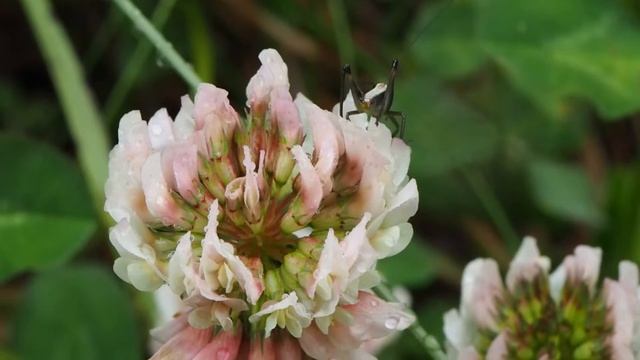 Trifolium repens 1.mp4 смотреть онлайн