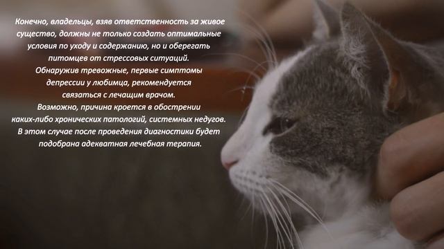 Депрессия у кошек — симптомы, причины, как помочь питомцу Depression in cats смотреть онлайн