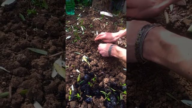Шпинат дома. Грядка, сажаем рассаду, 25.05.20 Spinach #1 смотреть онлайн