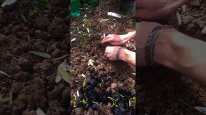 Шпинат  дома. Грядка, сажаем рассаду, 25.05.20  Spinach #1