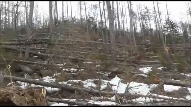 Аномальная Зона Тумнин смотреть онлайн