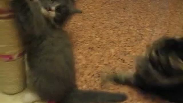 котенок мейн кун 2 месяца смотреть онлайн