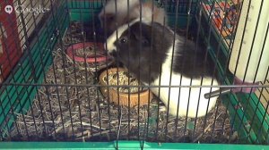 Морские свинки,брачные игры,Cavia porcellus