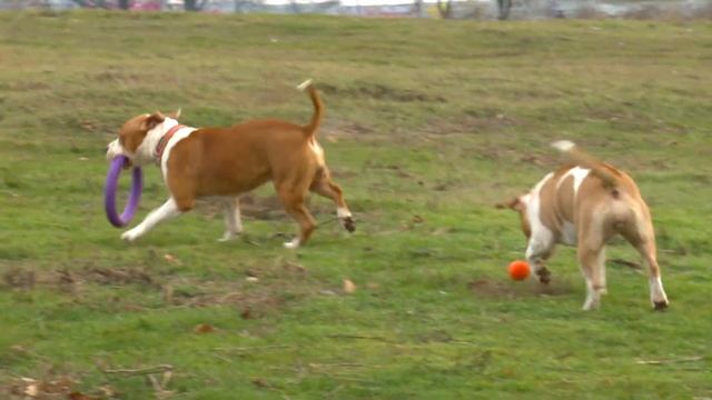 Американский стаффордширский терьер. Все о породе от А до Я