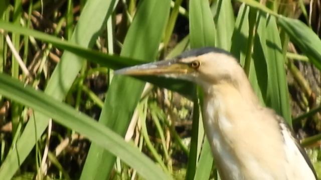 Биосфера. Выпь малая или волчок. Река Везёлка. Белгород. Неожиданная первая встреча. смотреть онлайн