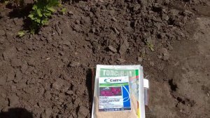 Чем обработать виноград после цветения.