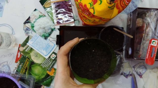 Некоторые тонкости посева капусты на рассаду. смотреть онлайн