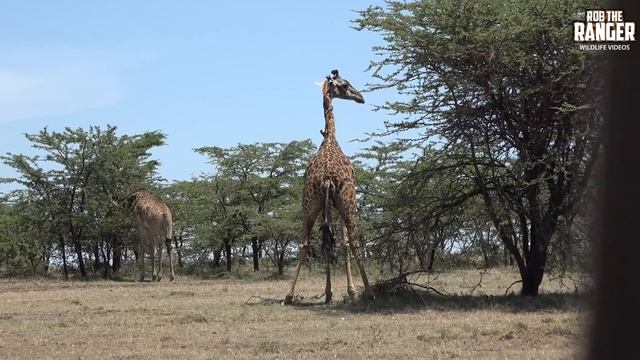 Giraffe Birth Complications | Mara Wildlife Vets To the Rescue | Zebra Plains смотреть онлайн