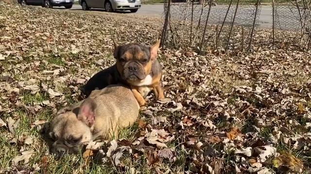 Tri Merle French Bulldog | Frenchie Puppies смотреть онлайн