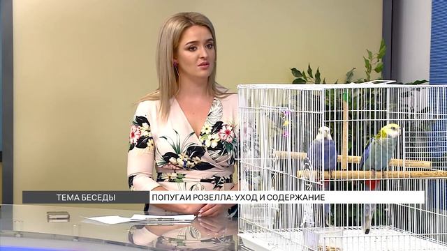 Как ухаживать за попугаями Розелла? смотреть онлайн