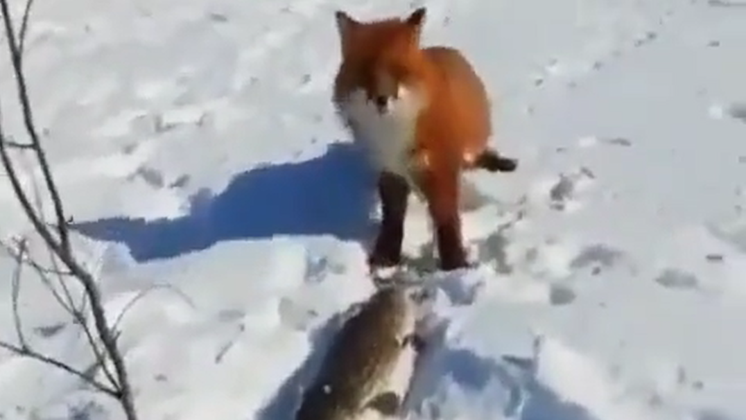 Лиса и зимняя рыбалка. Fox and winter fishing. смотреть онлайн