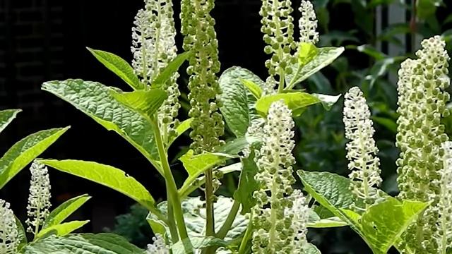 Phytolacca americana смотреть онлайн