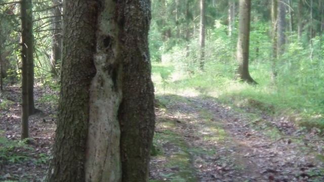 Пейзажи леса смотреть онлайн