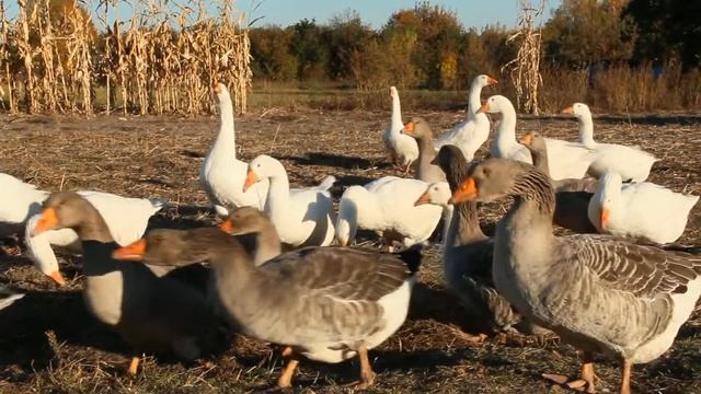 Домашние гуси в кукурузе смотреть онлайн