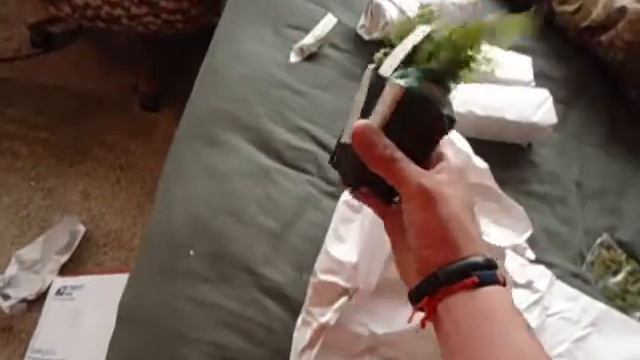 Live plant unboxing смотреть онлайн