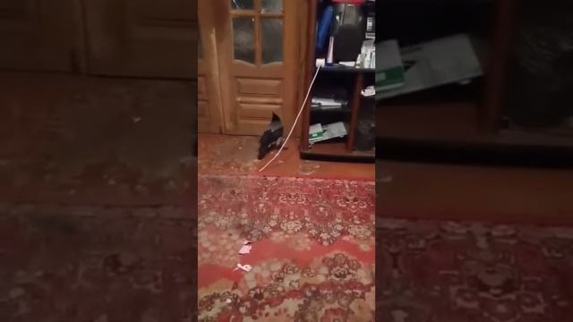 Гадание на картах. Борис учится гадать! ? смотреть онлайн