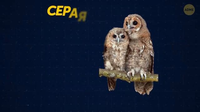 Животные, которые видят мир как никто другой смотреть онлайн