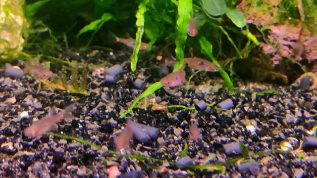 Микрорасбора макулата / Rasbora maculata смотреть онлайн