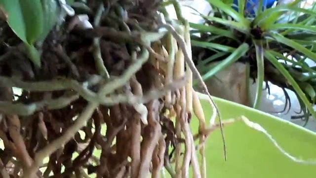 Пересадка каттлеи в кокос. смотреть онлайн