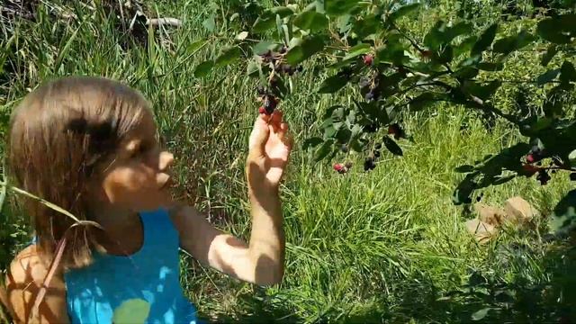 Ирга. Выращивание, свойства, состав и заготовка.