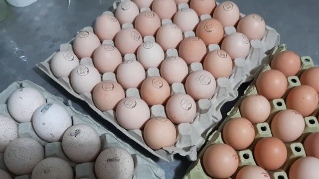 Закладка импортного яйца БИГ 6, МАСТЕР ГРЕЙ, КОББ 500 ? Вес Кобб 500 в 30 дней. смотреть онлайн