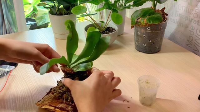 Посадка платицериума бифуркатума на кору
