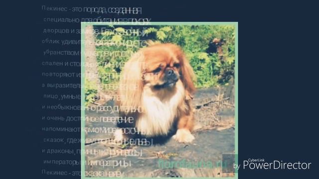 СОБАКА ПЕКИНЕС ?| ВИКИПЕДИЯ | Fell_Chop_ смотреть онлайн