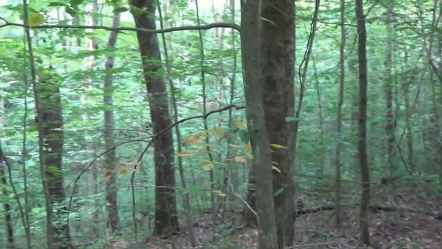 Game Camera on a Community Scrape (BIG WOODS BUCKS!!!) смотреть онлайн