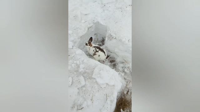 Лабиринт для кроликов! смотреть онлайн