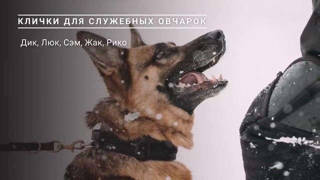 Лучшие клички для Немецких Овчарок! А как зовут вашего питомца? смотреть онлайн